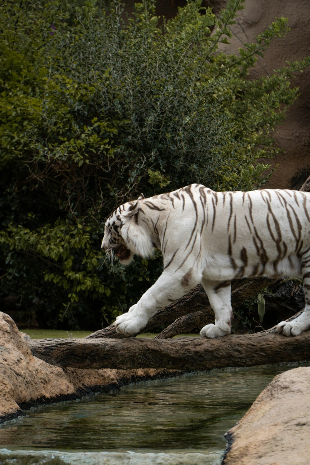 a white tiger walking across a river next to a forest