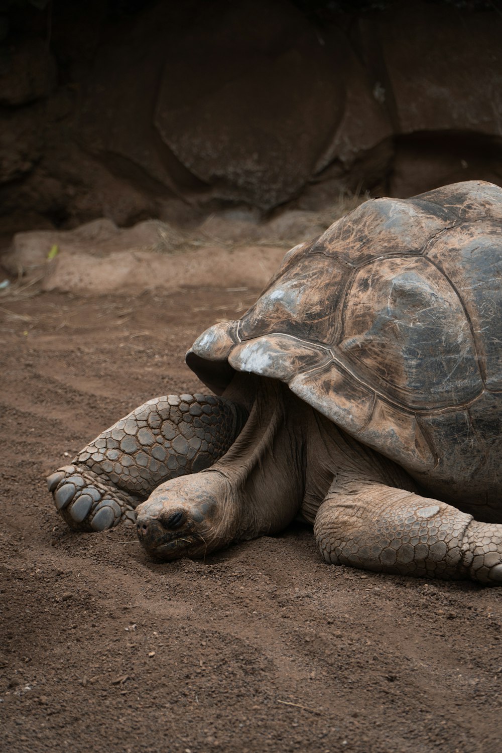 Un primer plano de una tortuga en un suelo de tierra