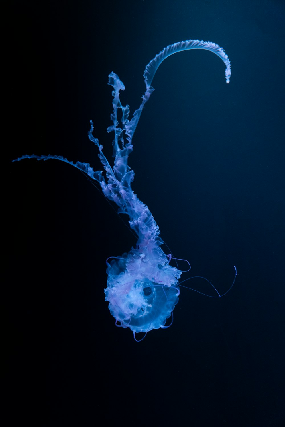 a blue jelly is floating in the water
