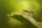 A close-up view of a mosquito resting on a leaf with a blurred green background. The mosquito's body features distinct red and white markings and long slender legs.