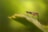 A close-up view of a mosquito resting on a leaf with a blurred green background. The mosquito's body features distinct red and white markings and long slender legs.