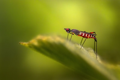 A close-up view of a mosquito resting on a leaf with a blurred green background. The mosquito's body features distinct red and white markings and long slender legs.
