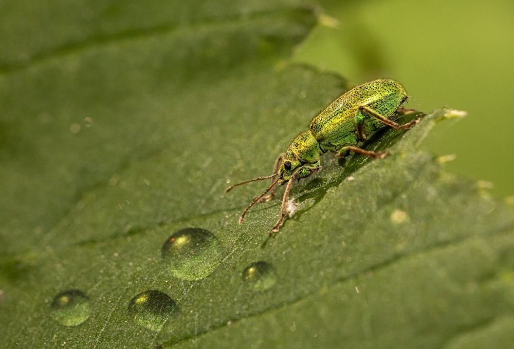 a green bug sitting on top of a green leaf