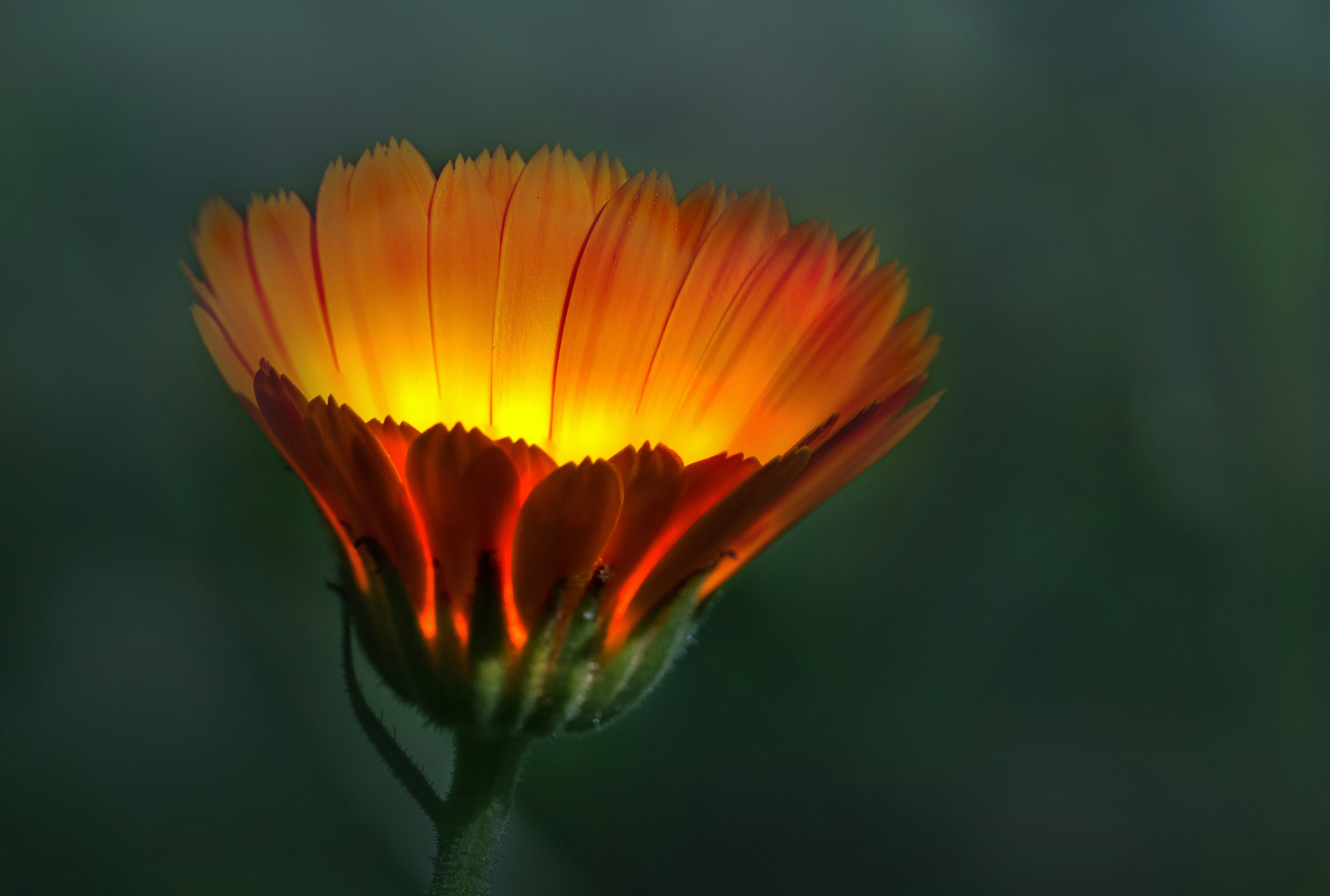 Photo by erik_karits