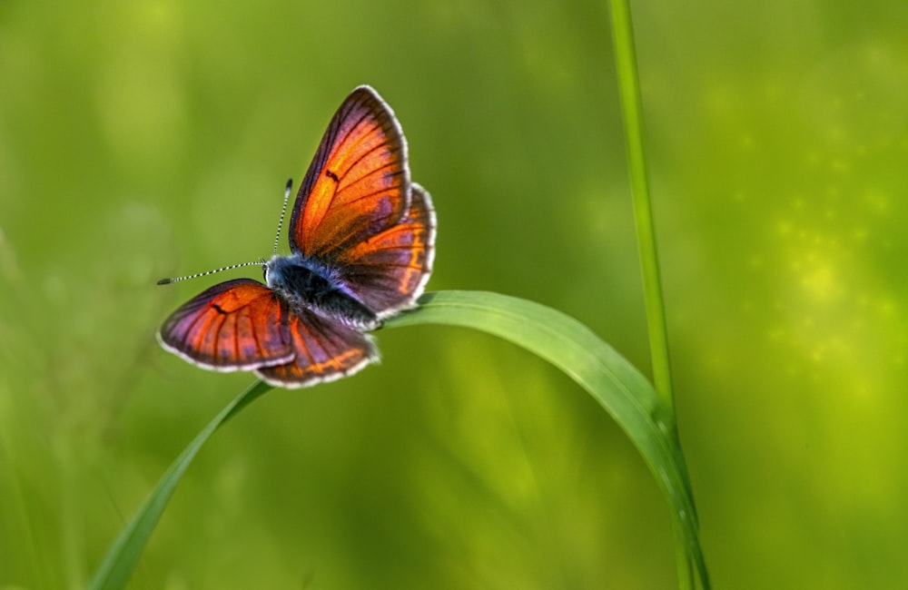 a red butterfly sitting on top of a green plant