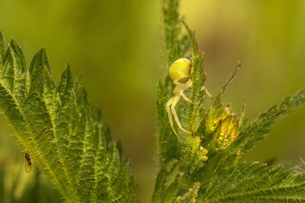 Una araña amarilla arrastrándose sobre una hoja verde