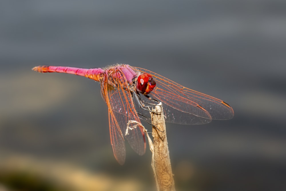 a red dragonfly sitting on top of a wooden stick