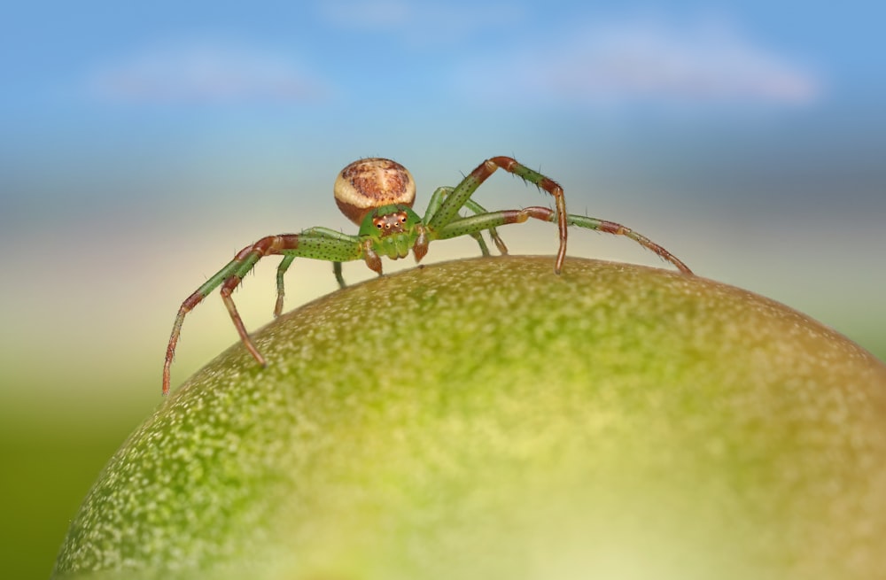 a close up of a spider on top of a fruit