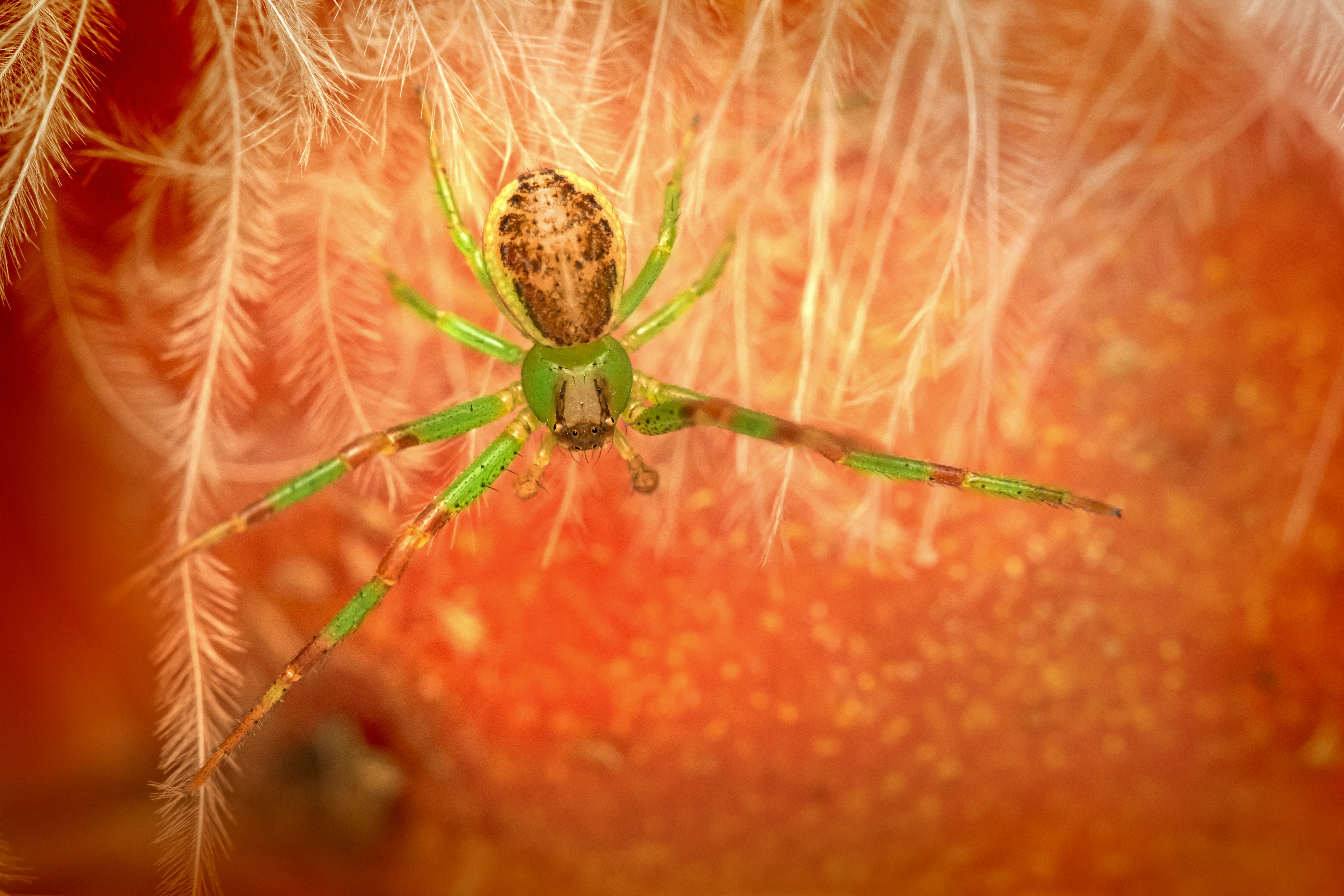 a close up of a spider on a fruit