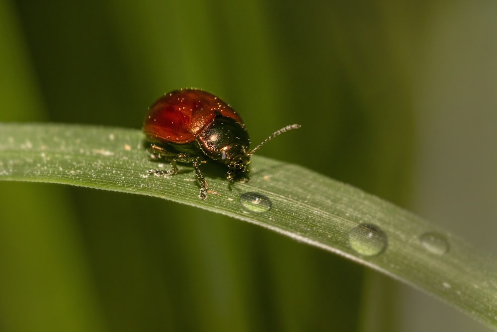 a close up of a lady bug on a leaf