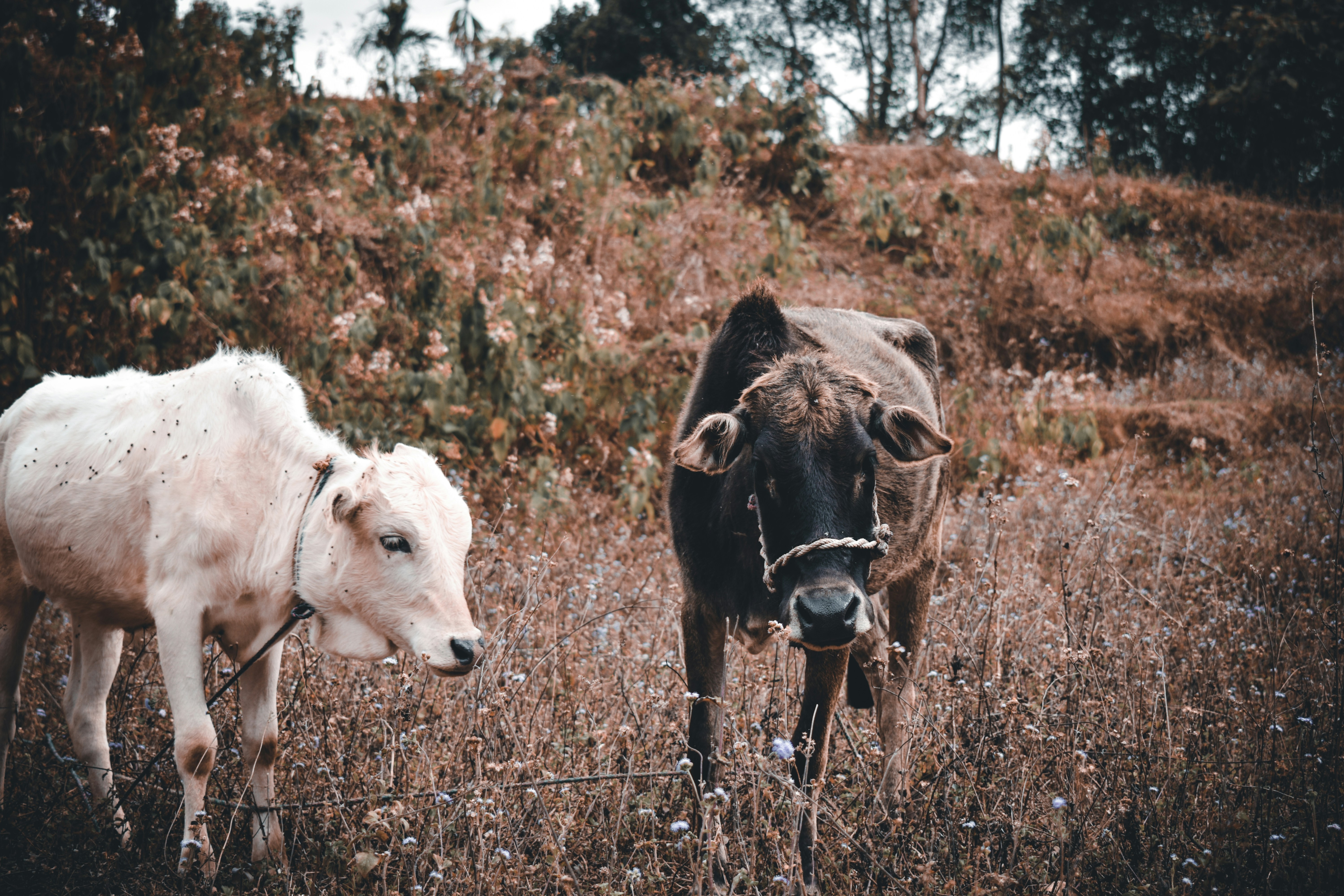 a couple of cows standing on top of a grass covered field
