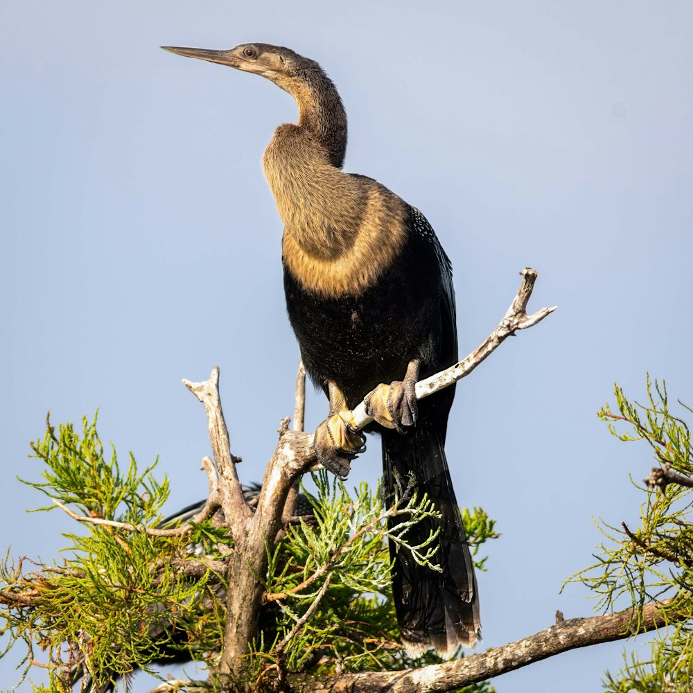 a bird sitting on top of a tree branch