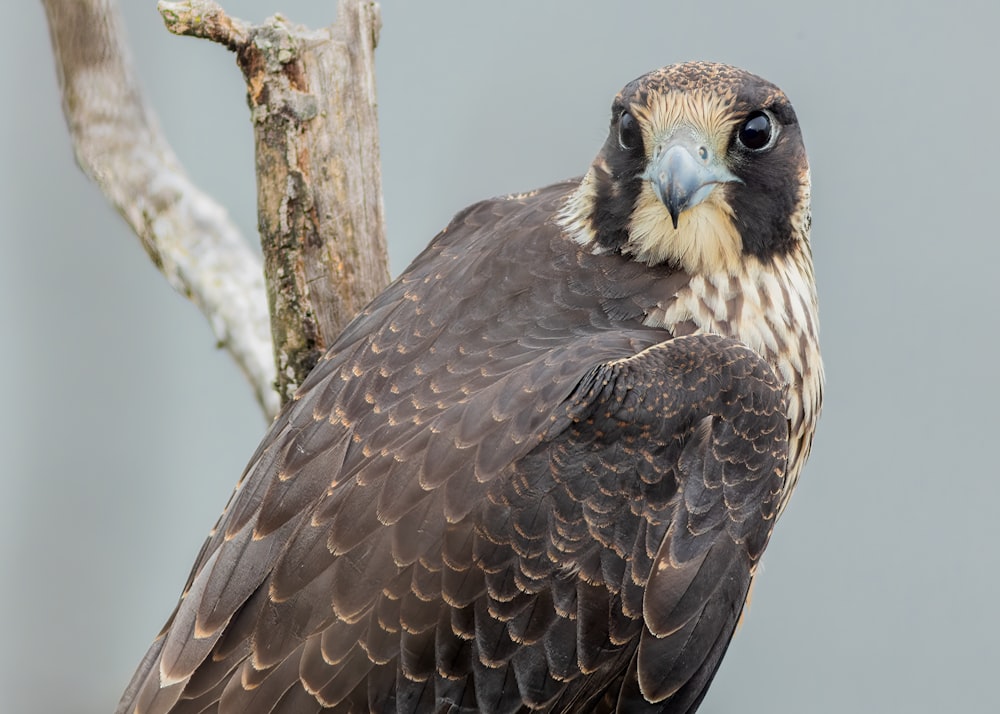 a large bird sitting on top of a tree branch