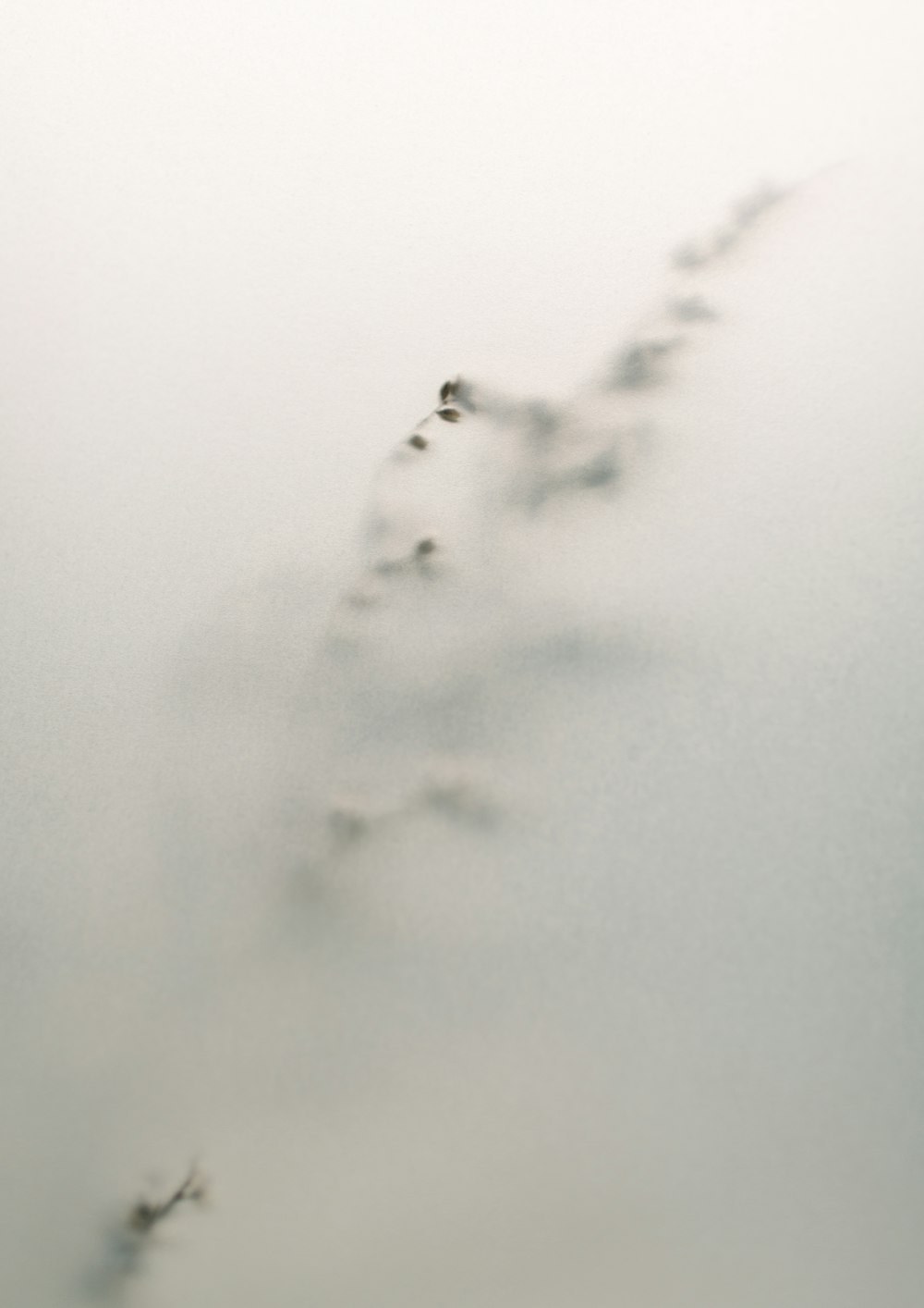 Una lunga fila di uccelli che volano attraverso un cielo nebbioso