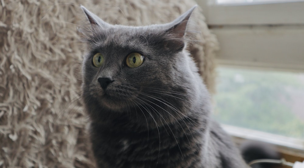 a gray cat sitting on top of a window sill