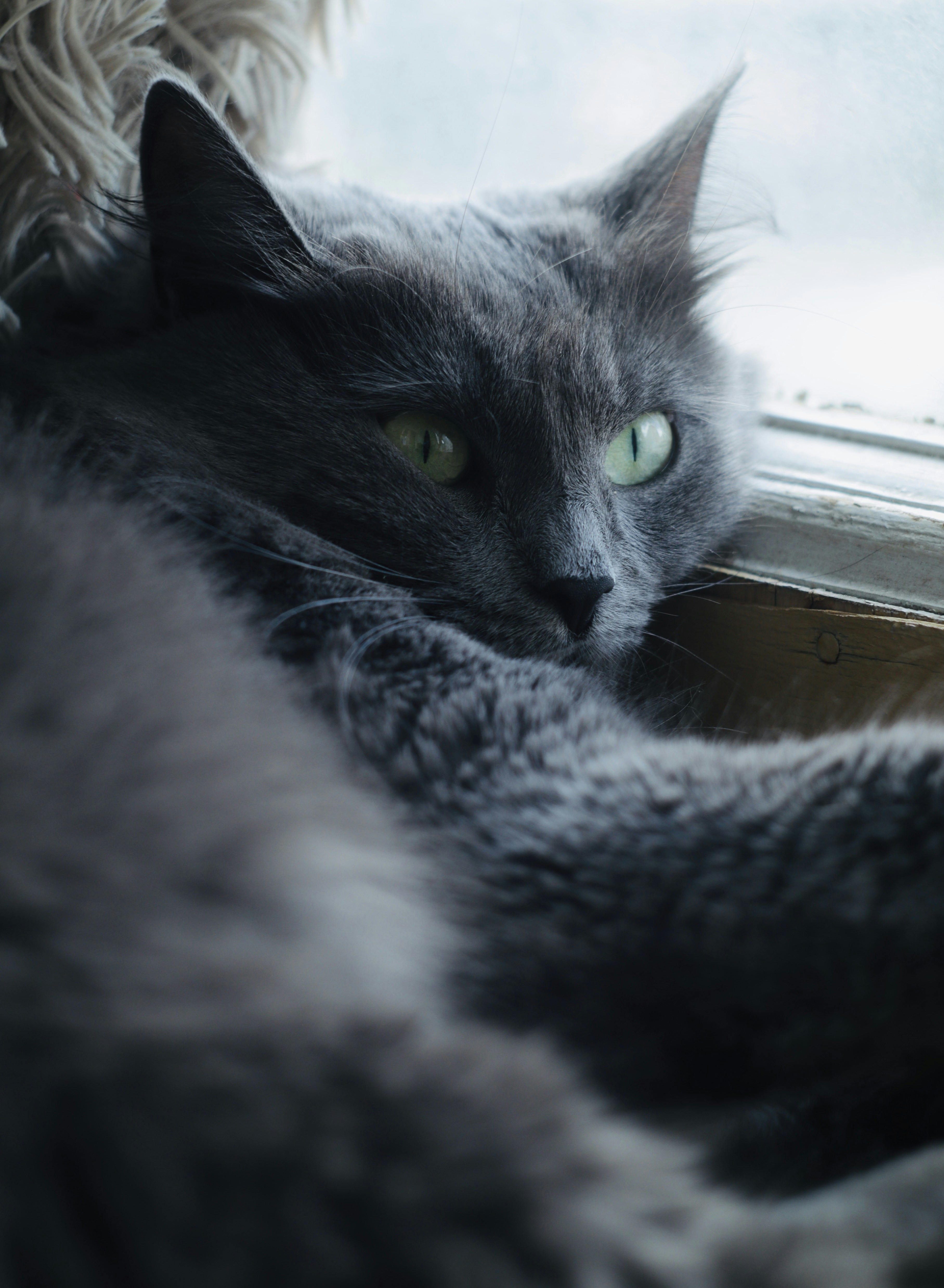 a gray cat laying on top of a window sill