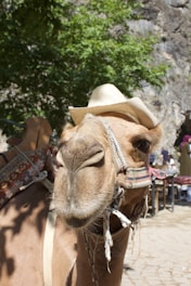 A camel adorned with a fabric harness and wearing a straw hat is depicted in a natural setting. The background includes lush green trees and rocky formations, with some people and tables visible, suggesting an outdoor tourist area.
