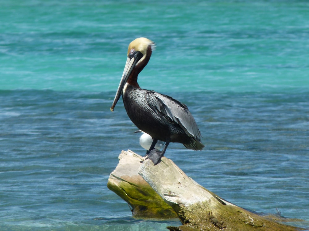 a pelican sitting on a log in the water