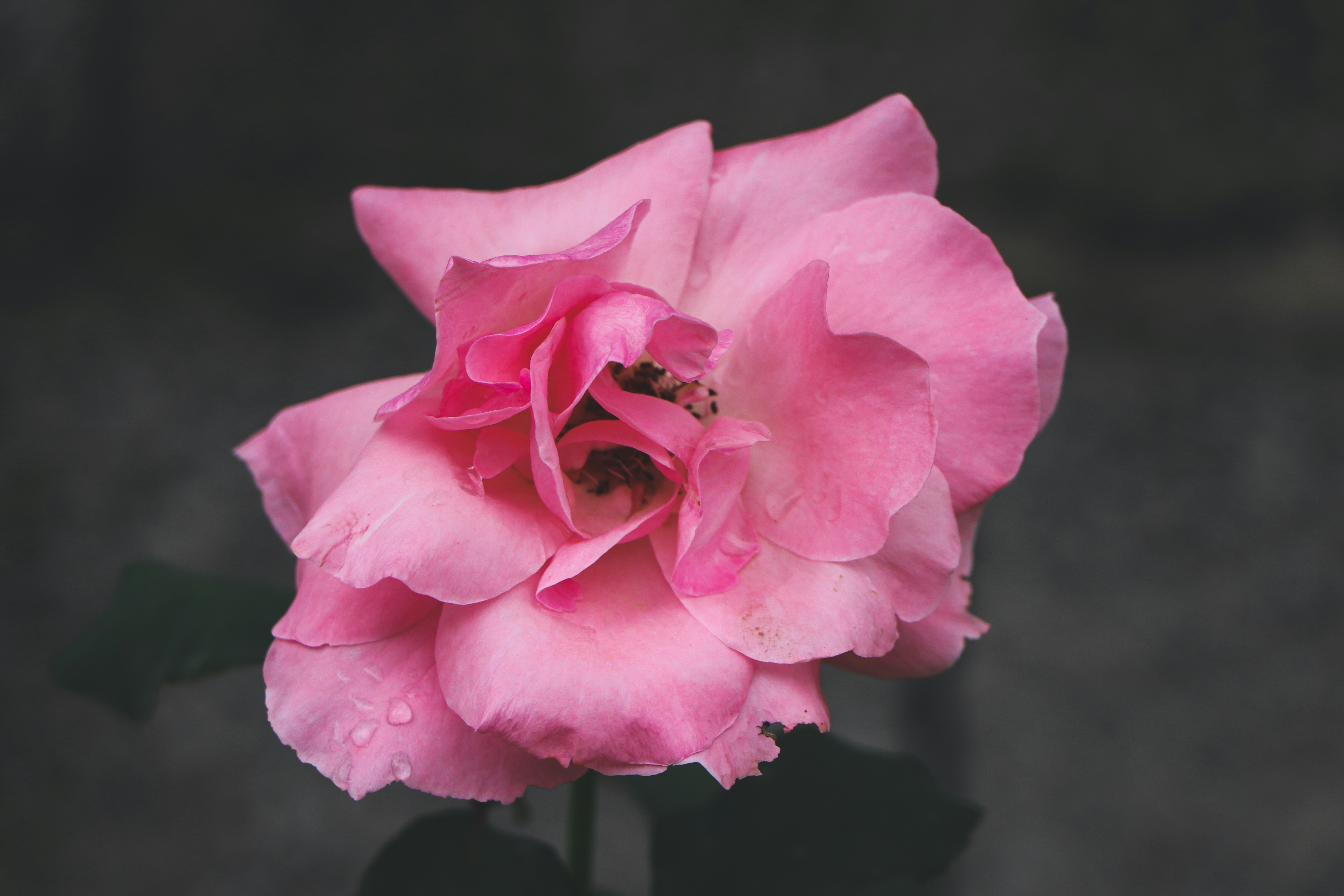 Photo by hamimoallemi