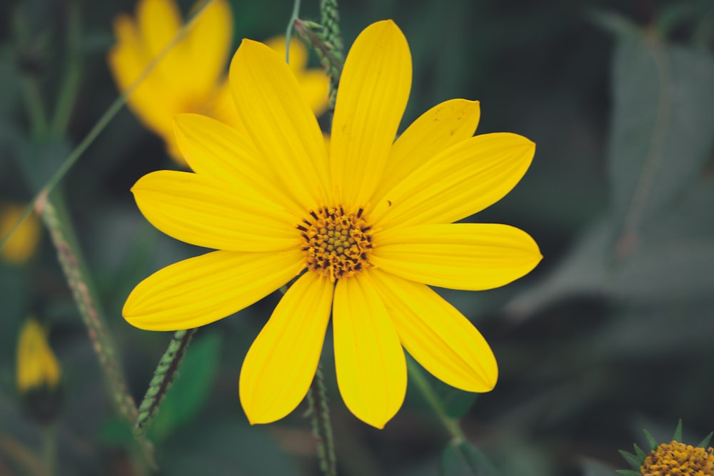 a close up of a yellow flower in a field