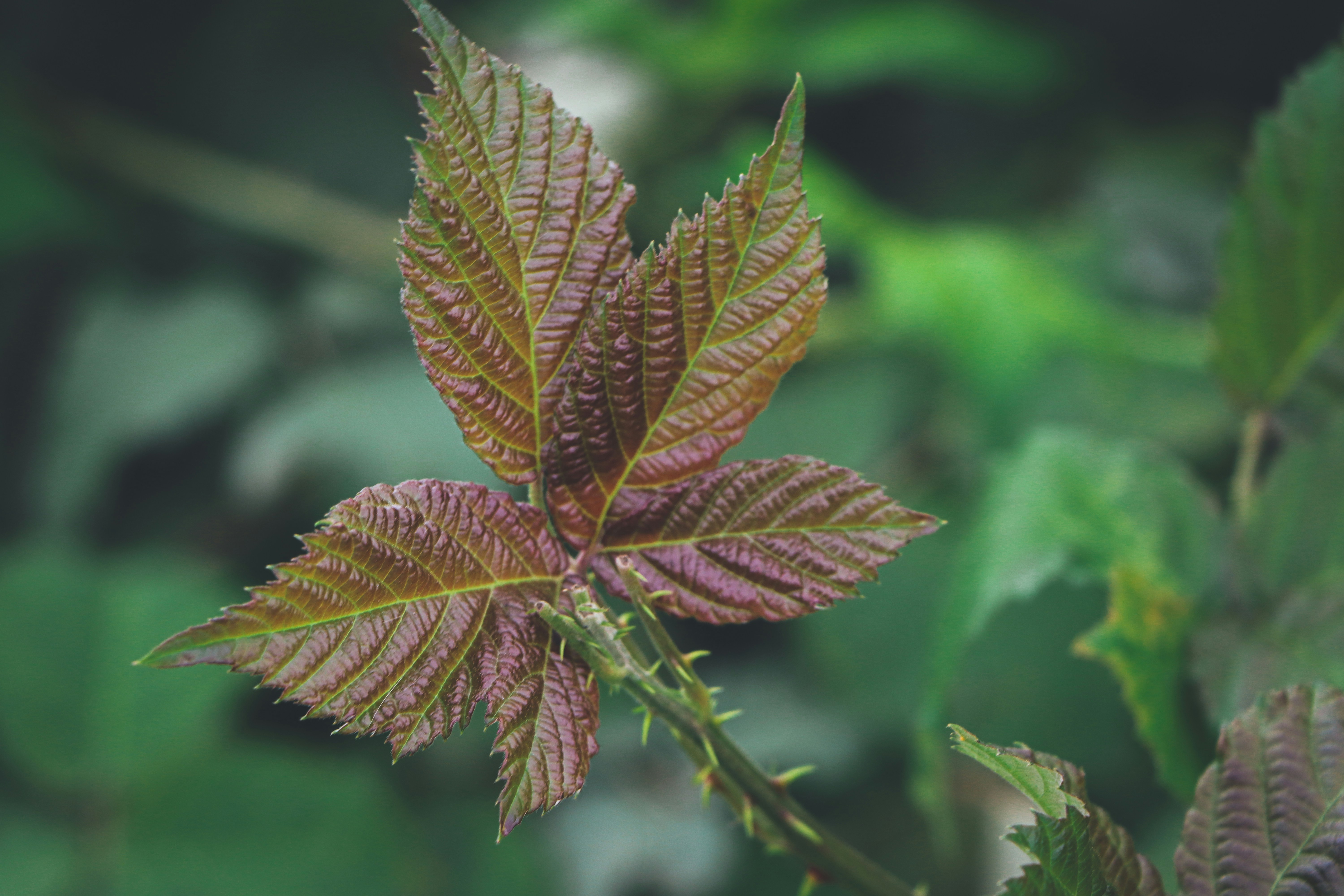 Photo by hamimoallemi