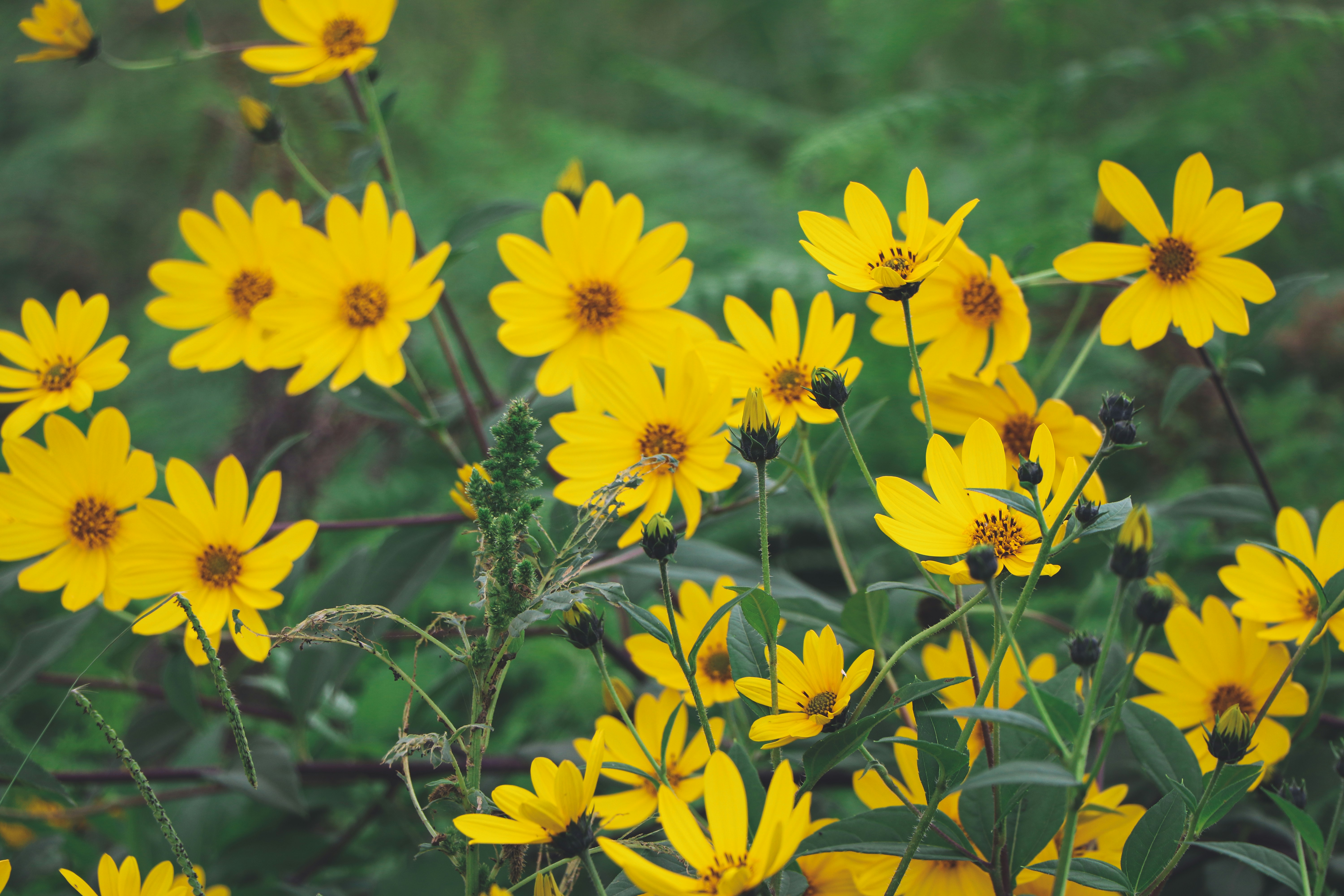 Photo by hamimoallemi