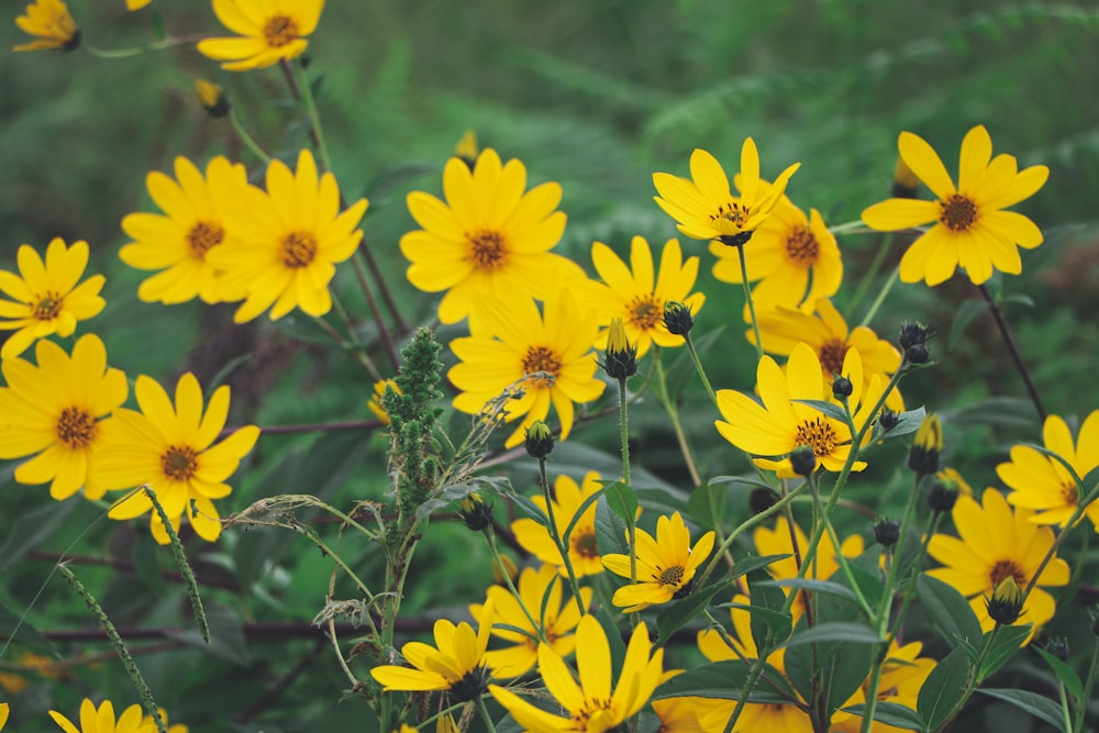 a bunch of yellow flowers in a field