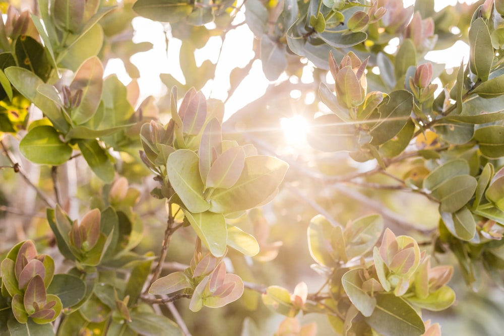 the sun shines through the leaves of a tree