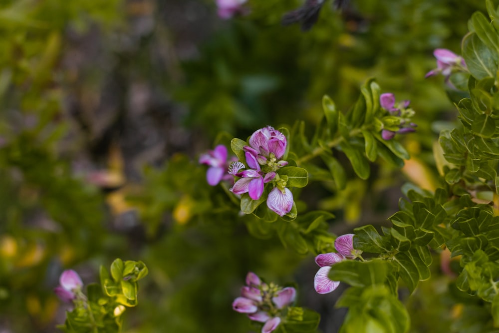 a close up of a plant with purple flowers