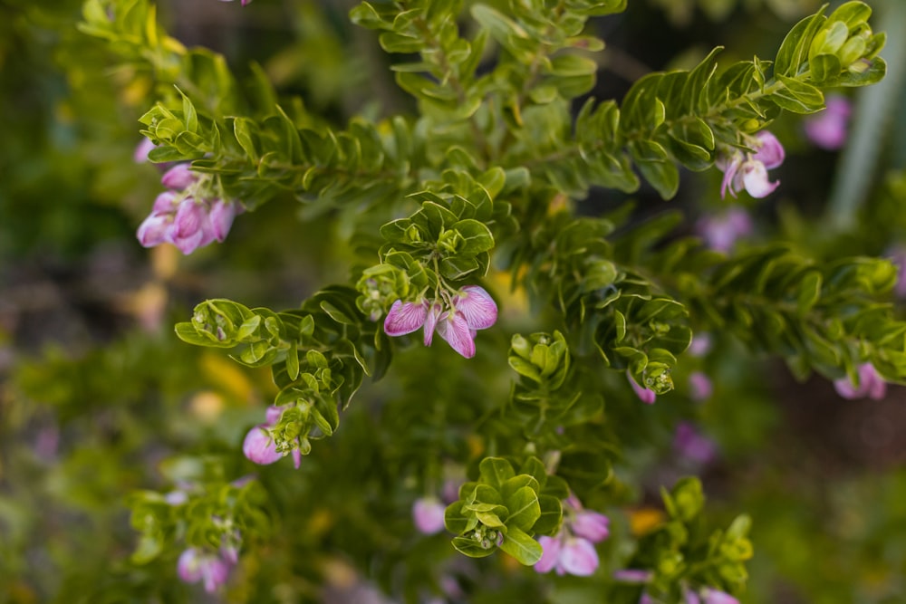 a close up of a plant with pink flowers