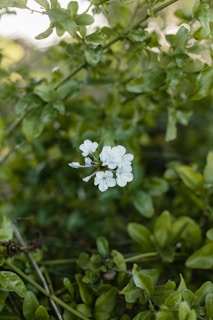 A vibrant cluster of rare hoya flowers blooming in natural light, showcasing their delicate shapes and colors.