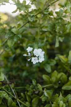 A close-up of a delicate hoya flower cluster glowing softly in natural light.