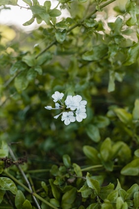 A vibrant cluster of rare hoya flowers blooming in natural light, showcasing their delicate shapes and colors.