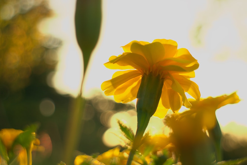 a close up of a yellow flower in a field