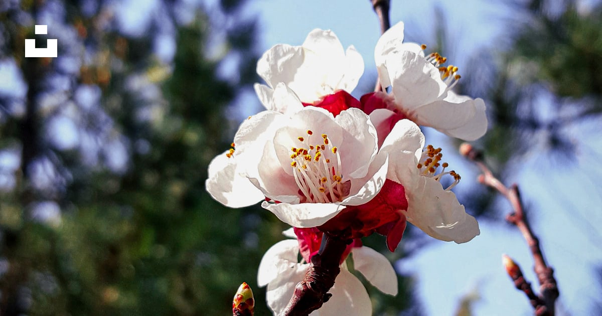 Une fleur blanche et rouge sur une branche d’arbre photo – Photo Plante ...