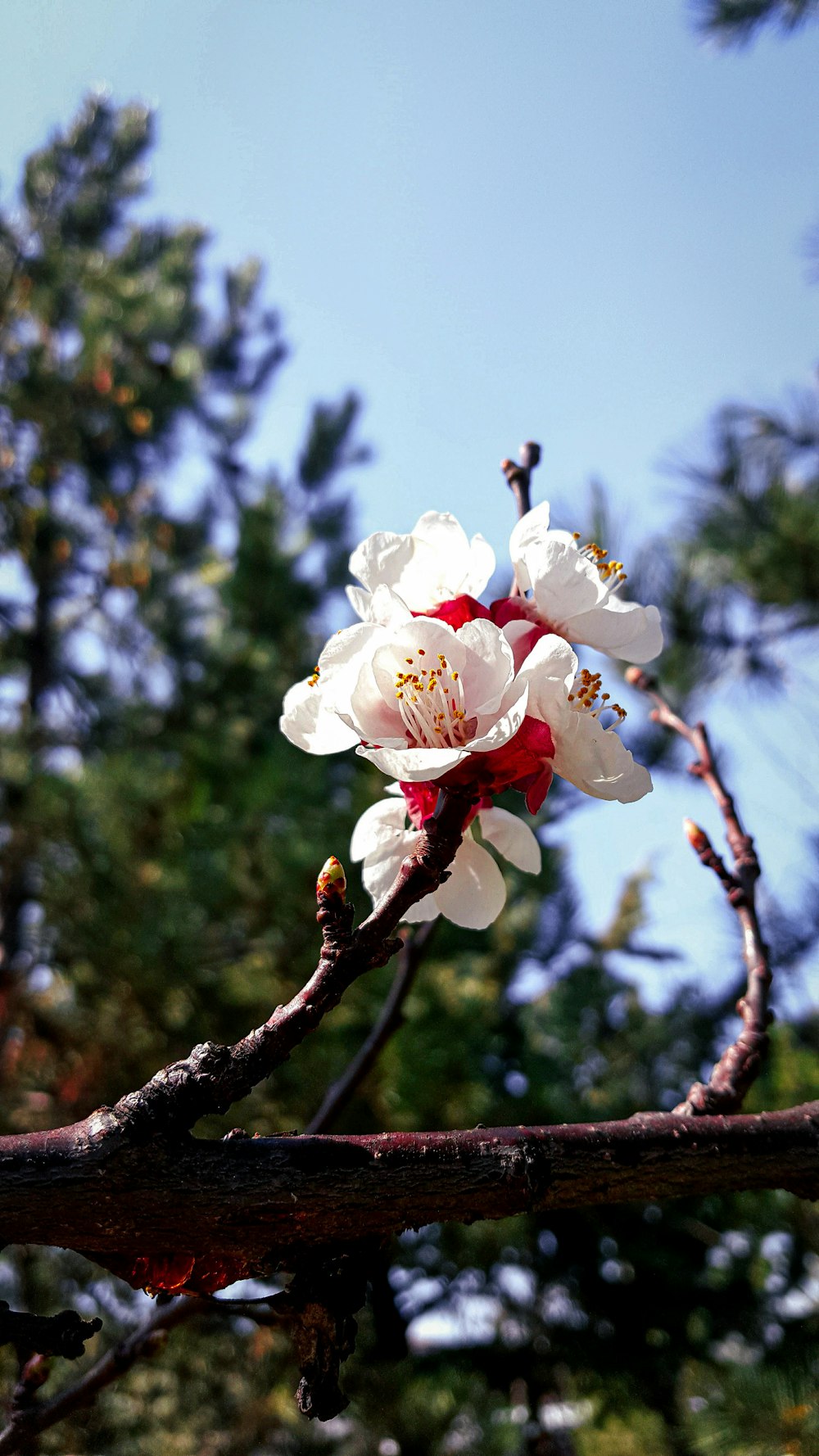 a white and red flower on a tree branch