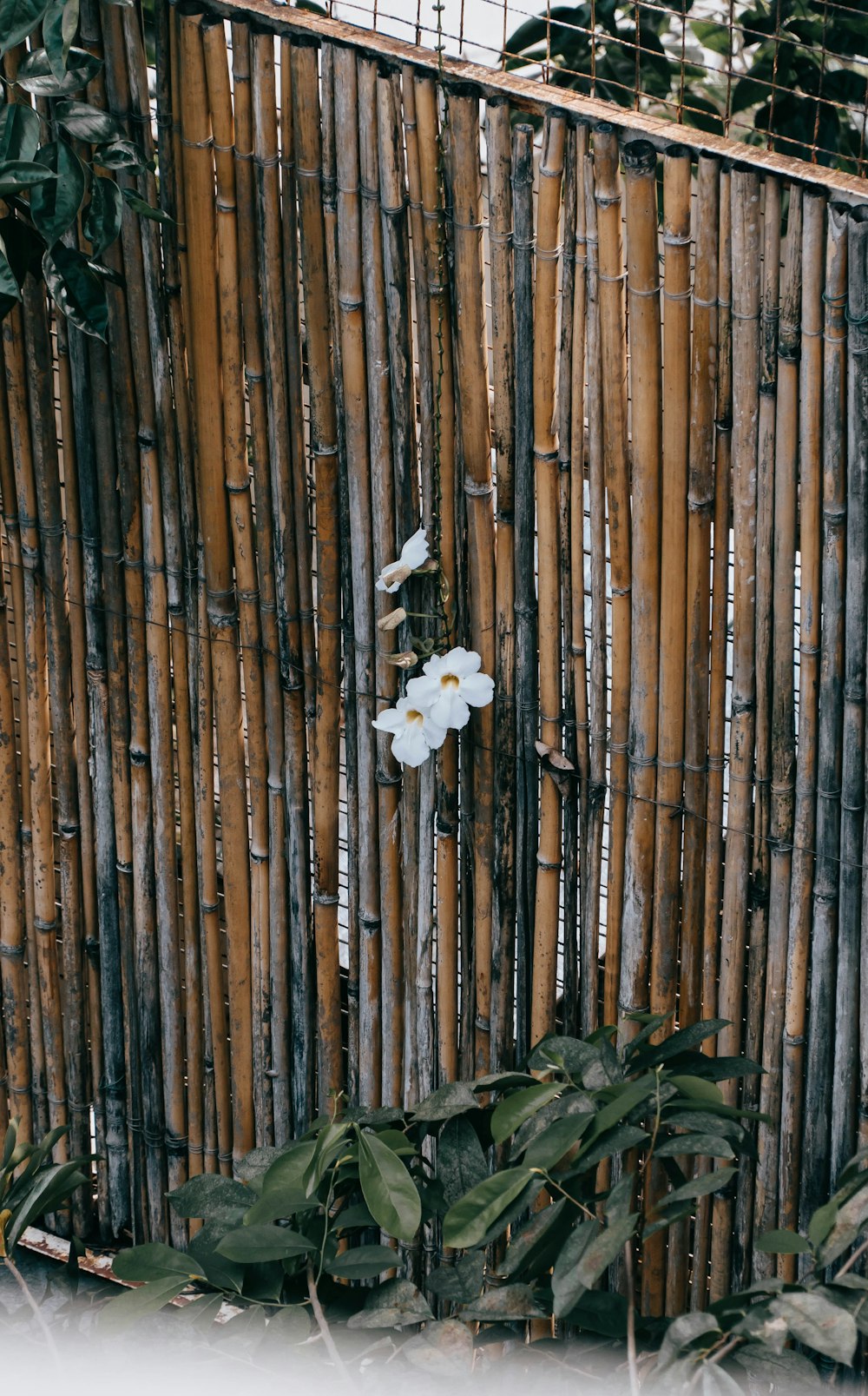 uma flor branca em uma cerca de bambu