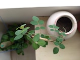 A small plant with green leaves is placed indoors near a corner. Next to it is a large, round, white vessel with a narrow opening, partially filled with soil, and another red container is slightly visible, suggesting a simple garden setup.