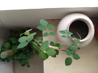 A small plant with green leaves is placed indoors near a corner. Next to it is a large, round, white vessel with a narrow opening, partially filled with soil, and another red container is slightly visible, suggesting a simple garden setup.