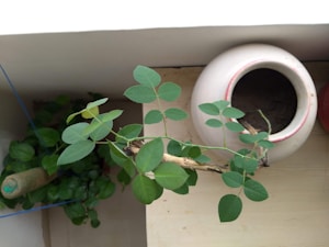 Alimento para Plantas Verdes
