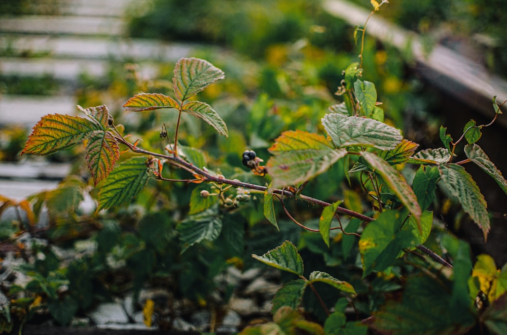 a bush with green leaves and berries growing on it