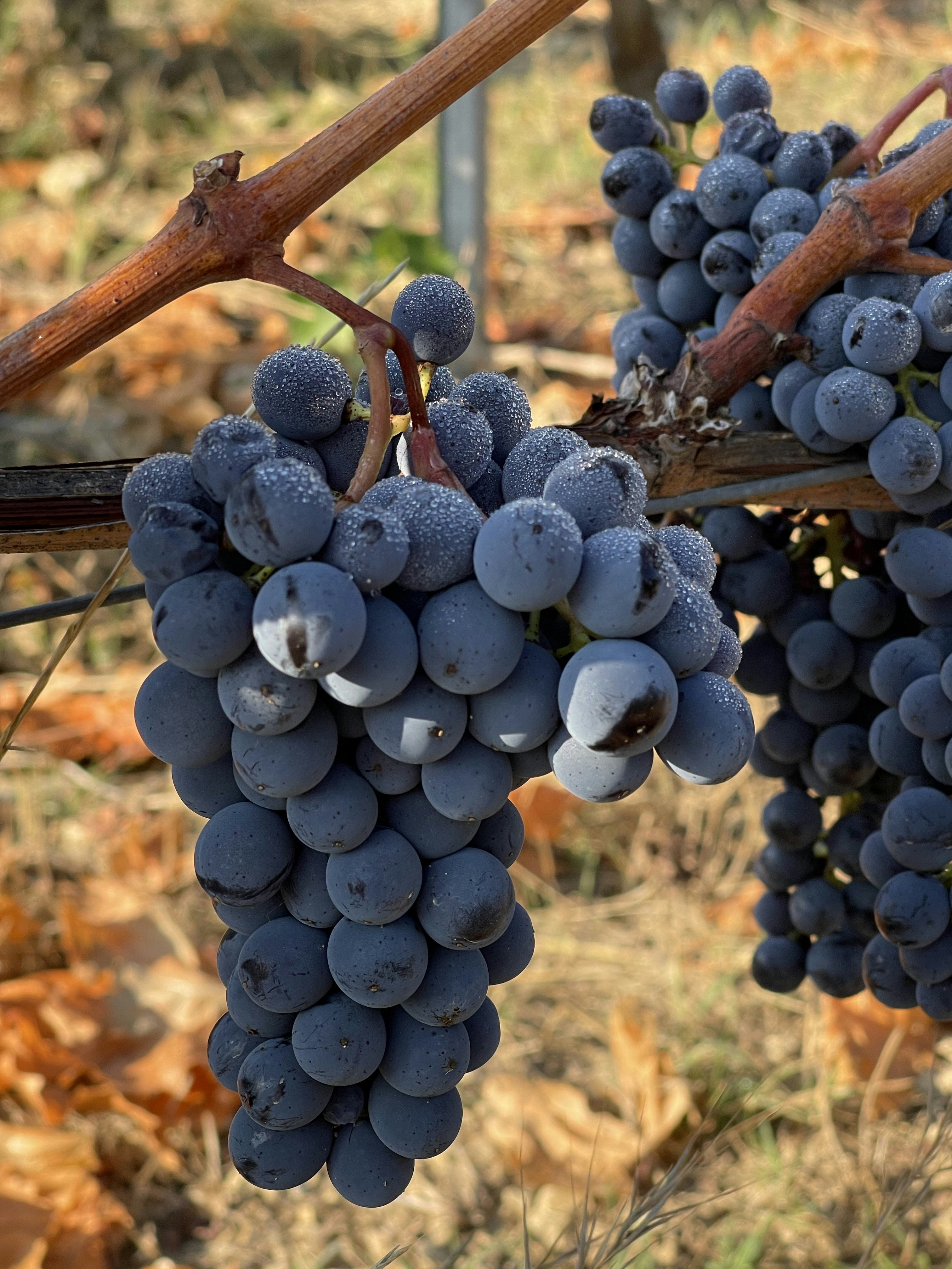 Photo by john_cameron