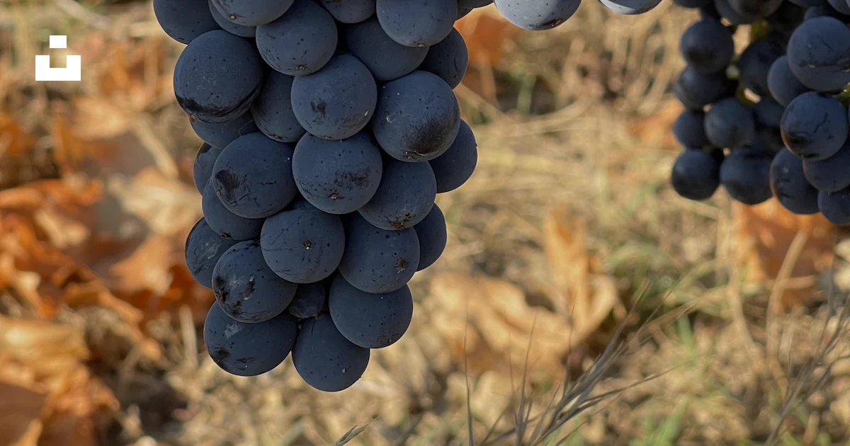 Compassion Grape A close up of a fruit photo – Free Grapes Image on Unsplash