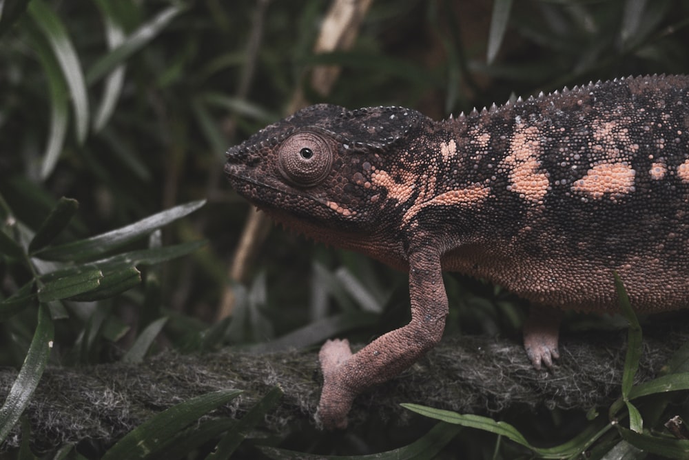 a close up of a lizard on a tree branch