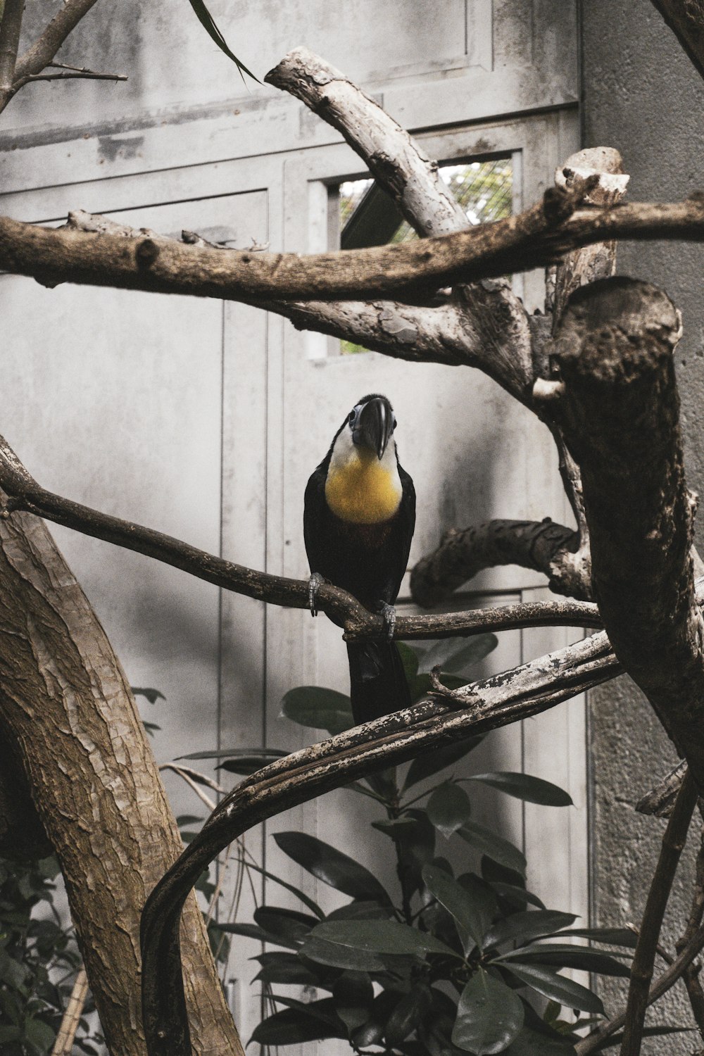 a black and yellow bird sitting on a tree branch