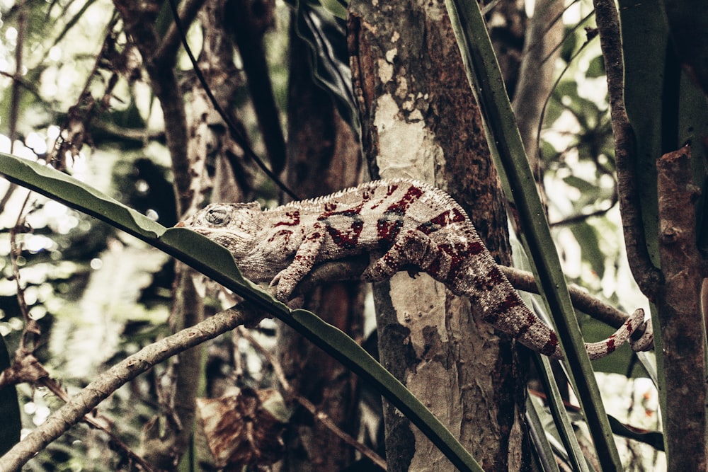 a lizard that is sitting on a tree branch