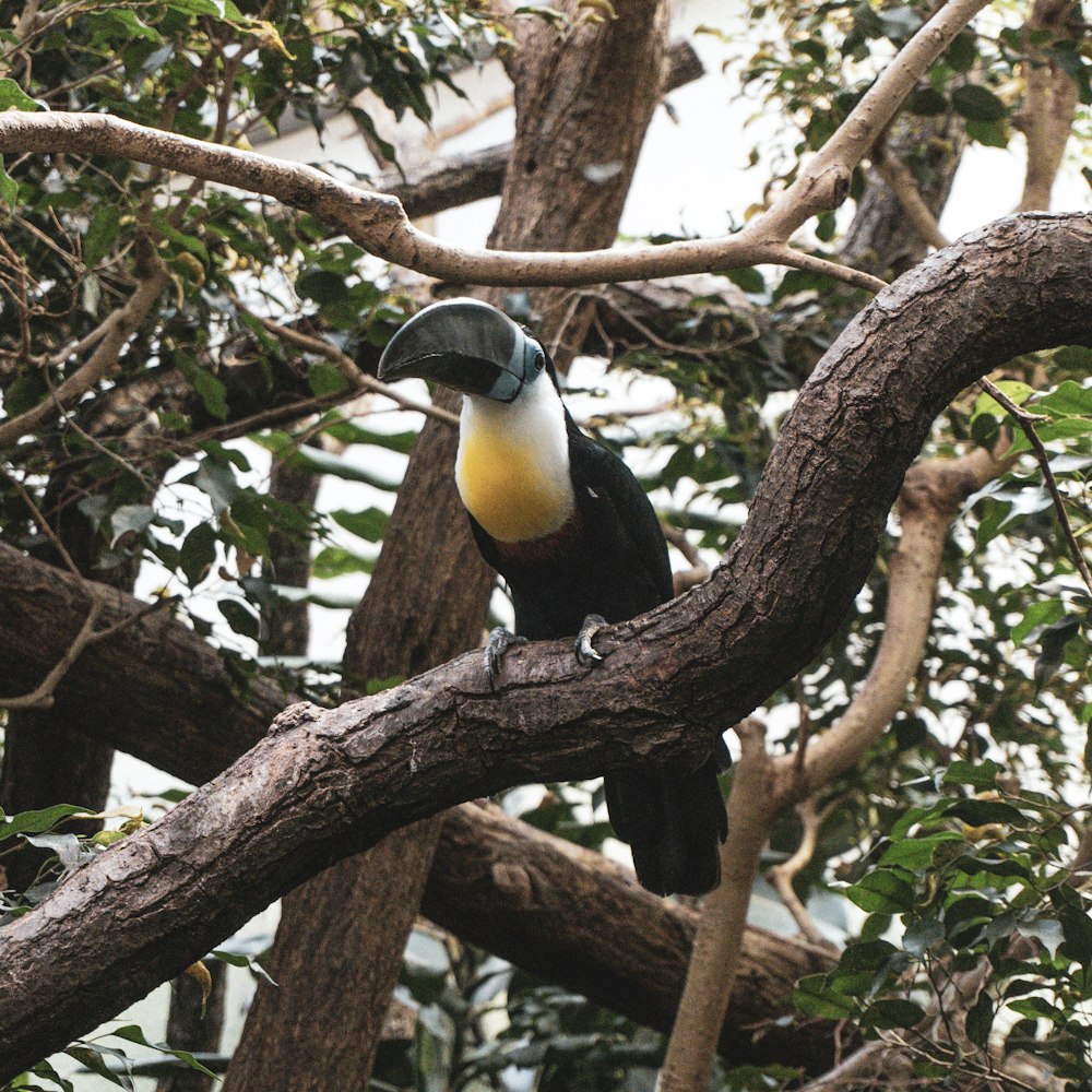 a colorful bird perched on a tree branch