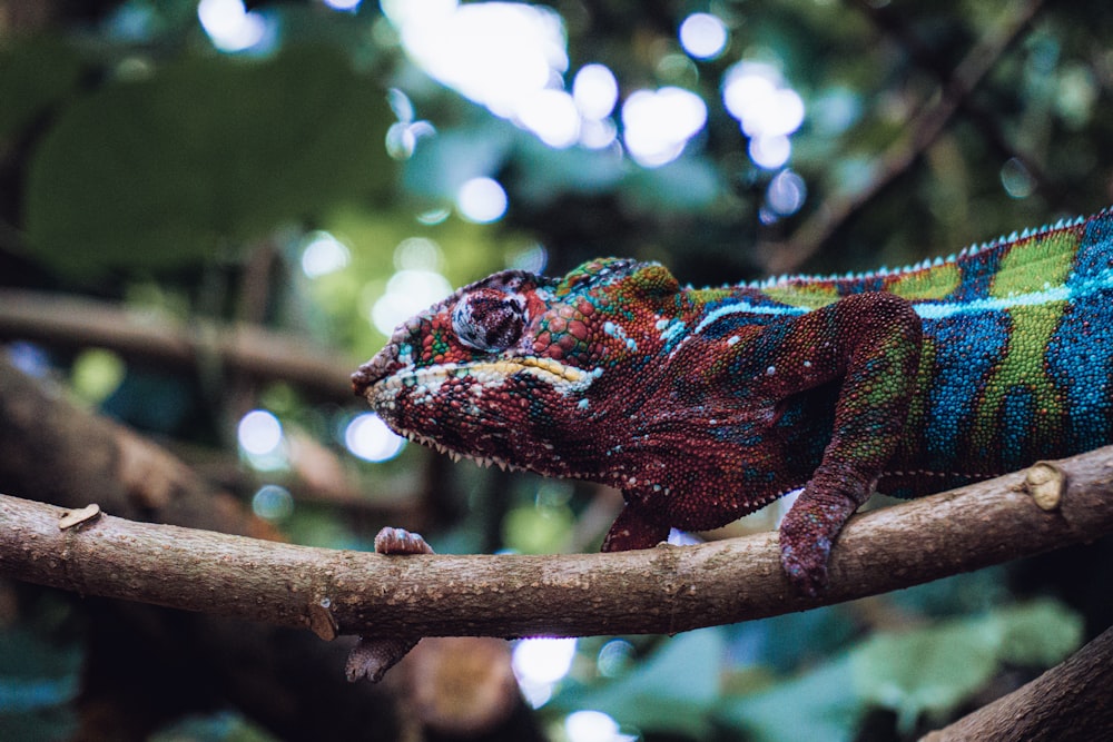 a colorful chamelon sitting on a tree branch