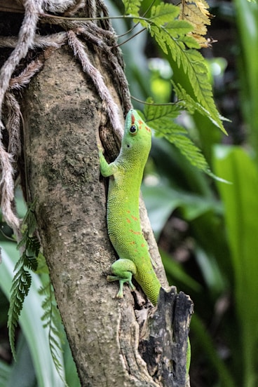 a green lizard climbing up a tree branch