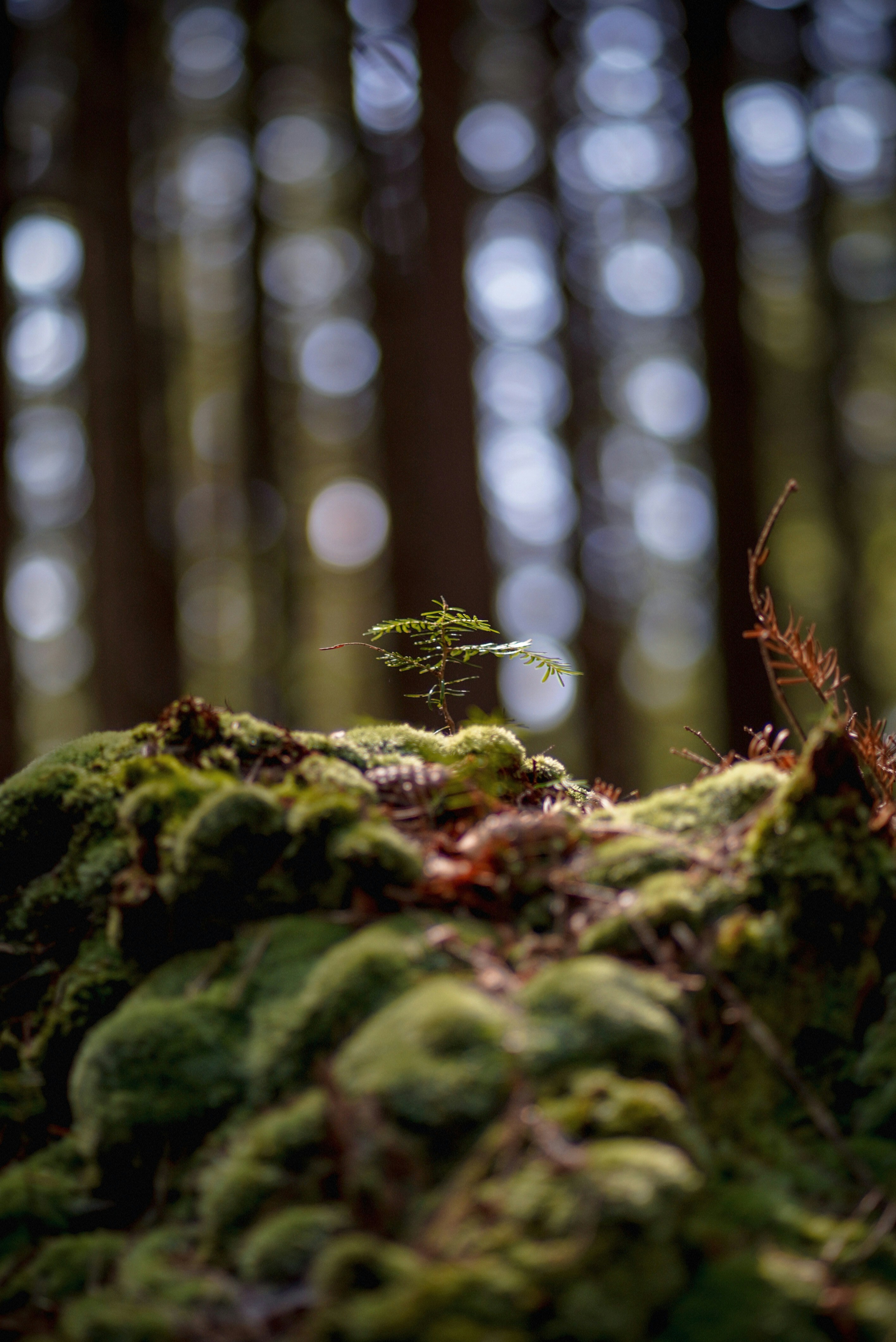 Photo by annabell_flem